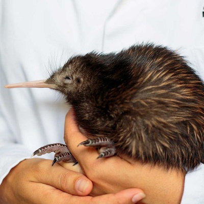 Bird of the Year 2021 - vote for the North Island Brown Kiwi! - Naylor ...